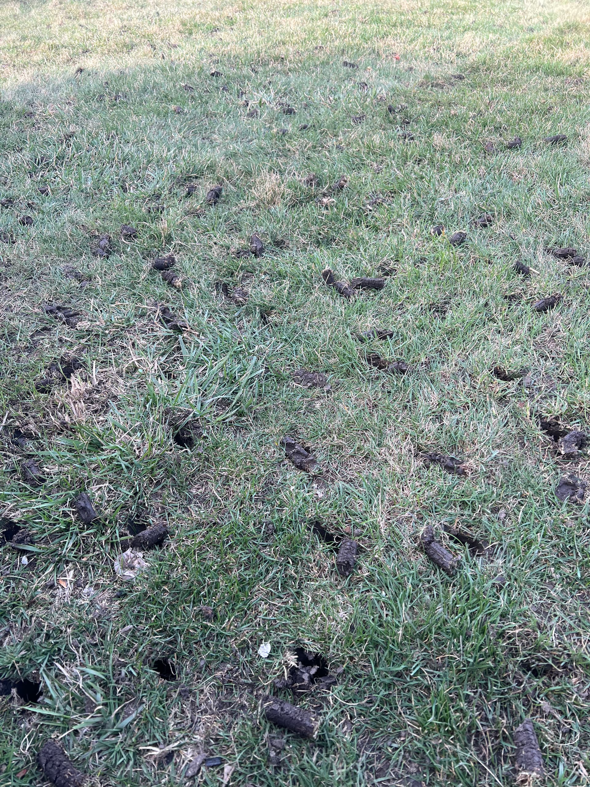 Gallery photos for Breathe Life Into Your Lawn with Our Aeration Process: Image #3