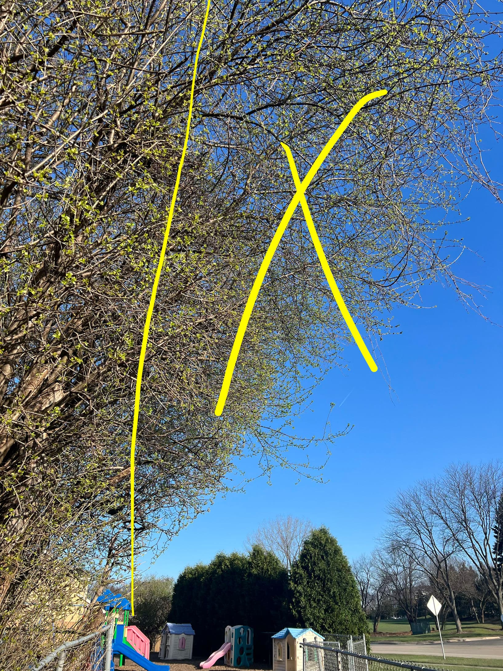 Gallery photos for Overgrown Trees Trimmed Back Around a Playground Area: Image #4