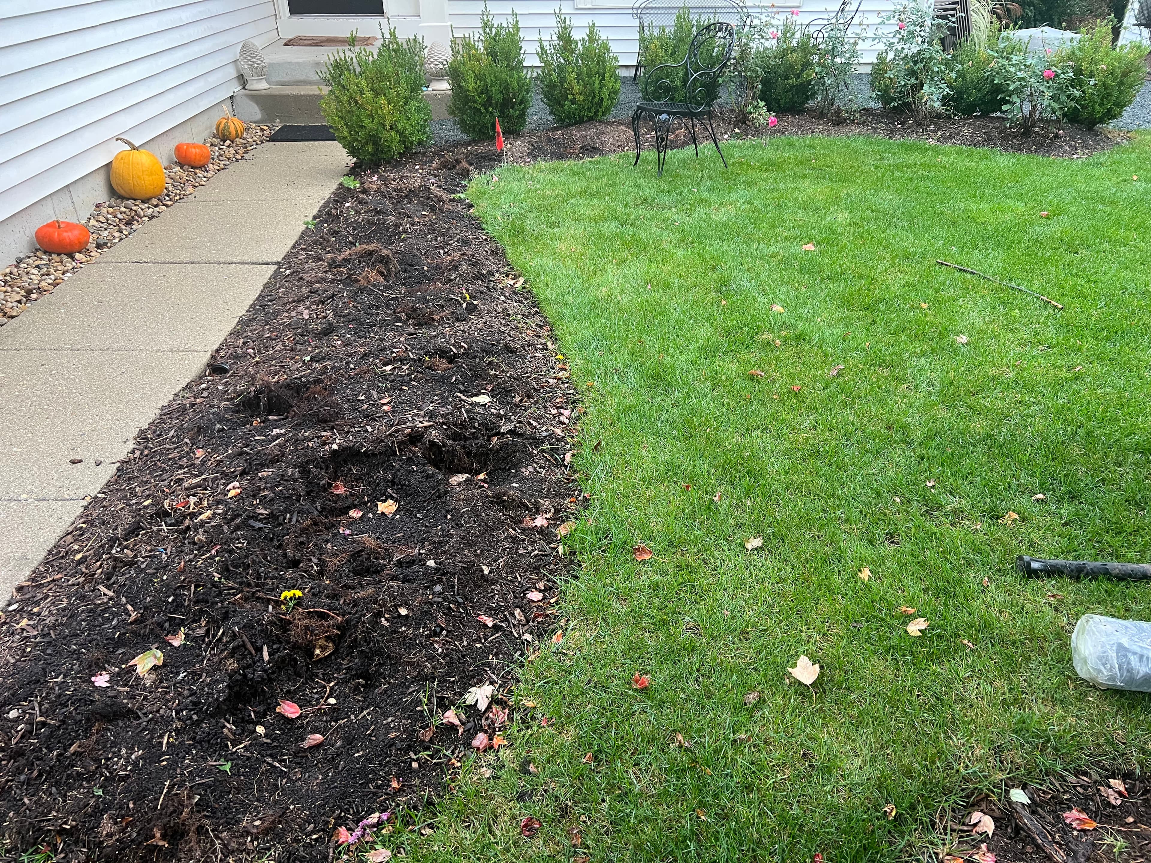 Project Boxwood Transplants Fresh Mulch and a Yard That Actually Looks Intentional image
