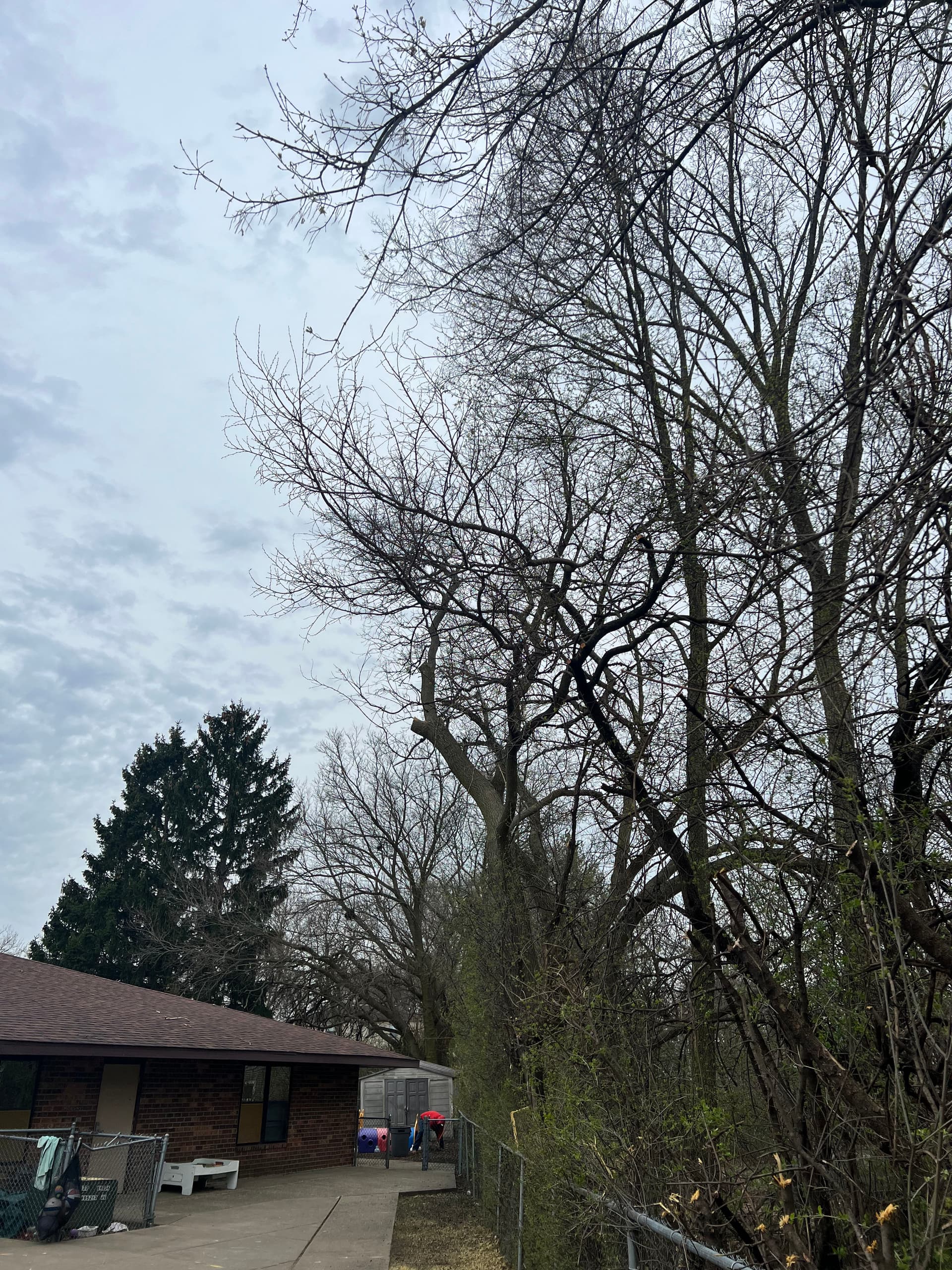 Gallery photos for Tree Trimming and Branch Cleanup at a Community Play Area: Image #5