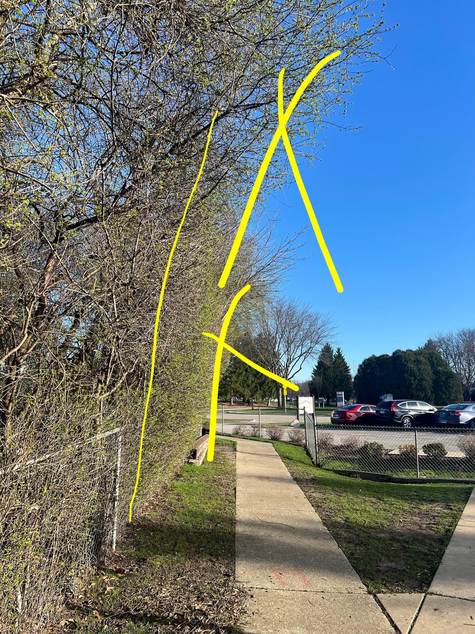 Gallery photos for Overgrown Trees Trimmed Back Around a Playground Area: Image #3