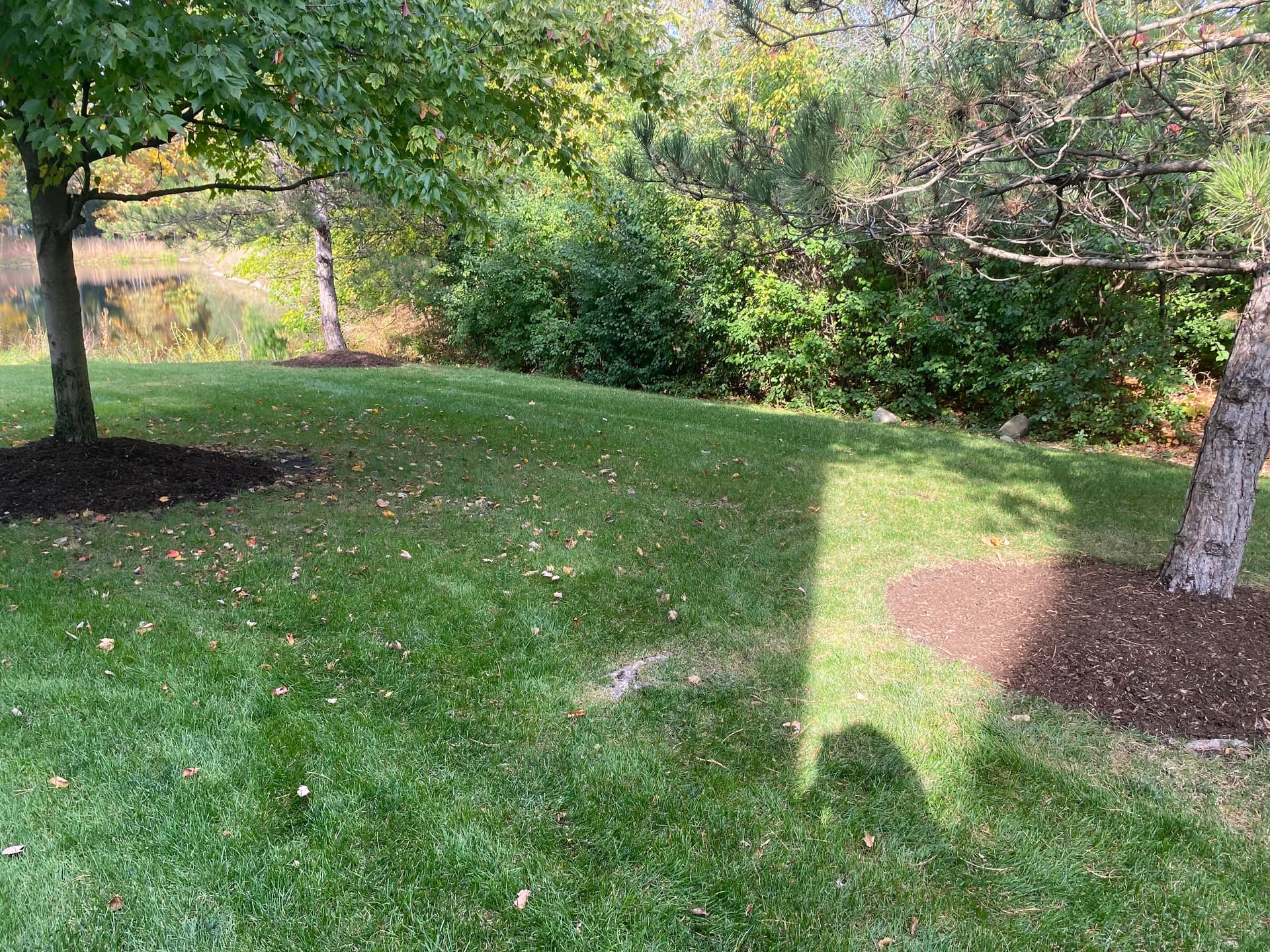 Gallery photos for Boxwood Transplants Fresh Mulch and a Yard That Actually Looks Intentional: Image #4