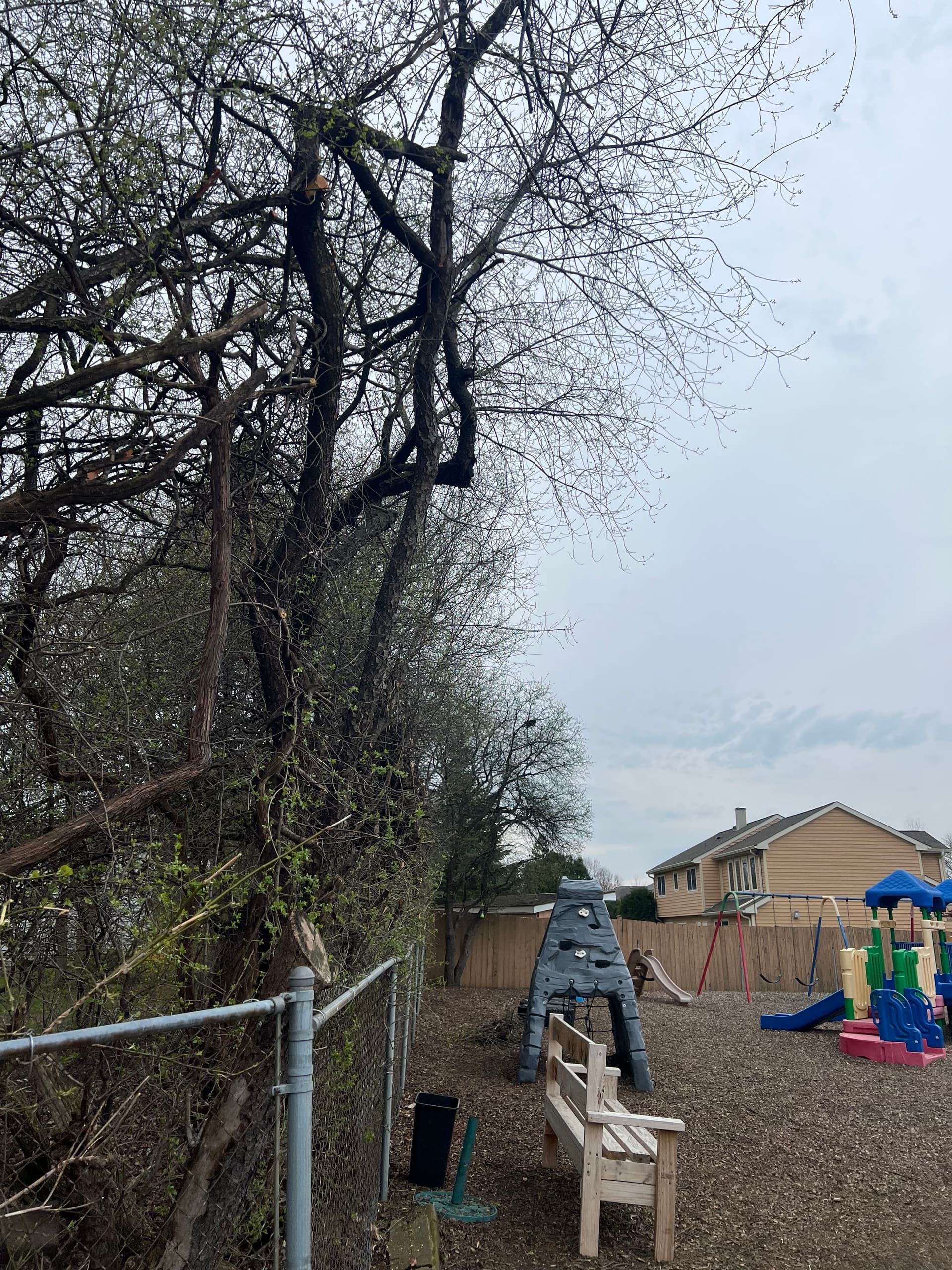 Gallery photos for Tree Trimming and Branch Cleanup at a Community Play Area: Image #6