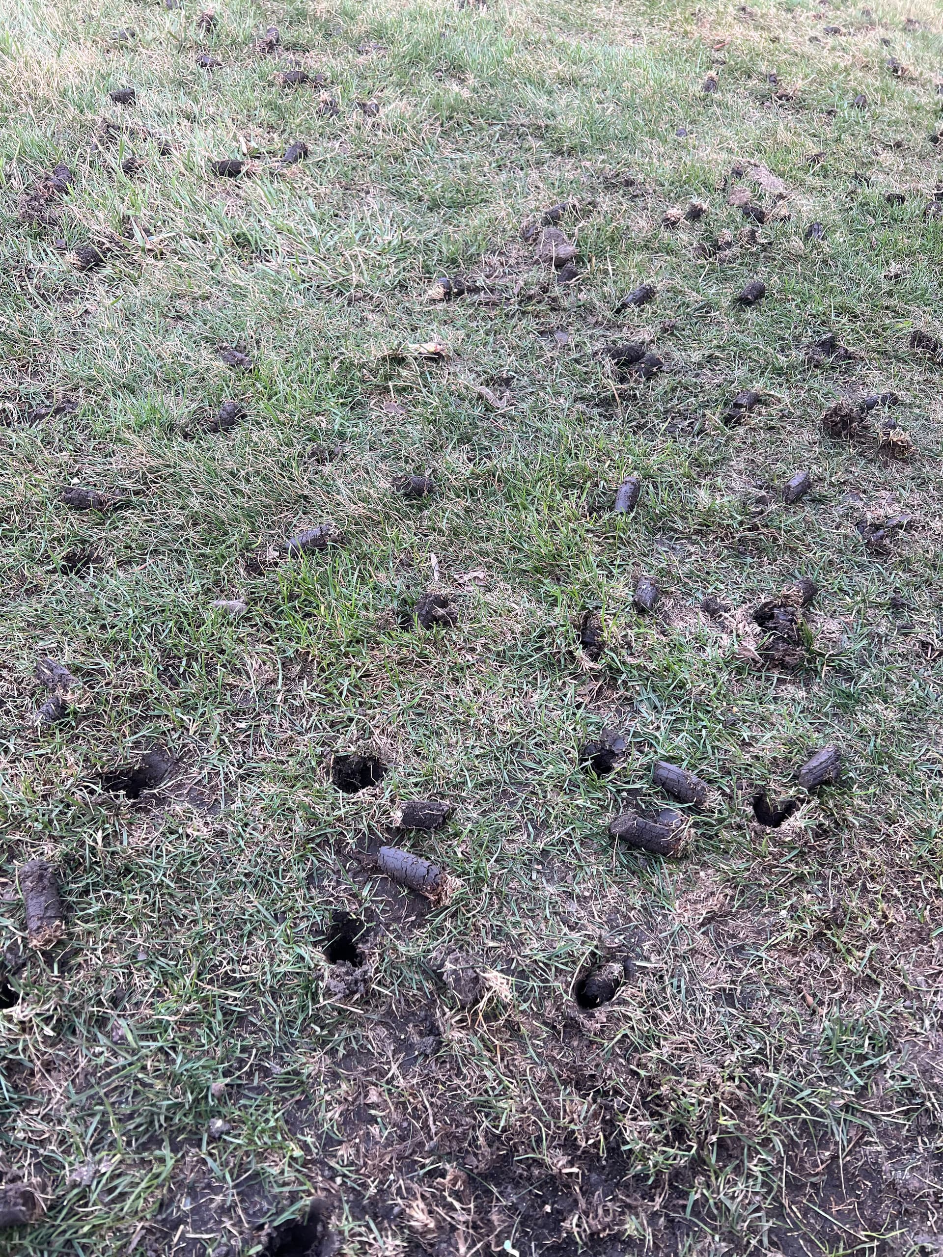 Gallery photos for Breathe Life Into Your Lawn with Our Aeration Process: Image #2