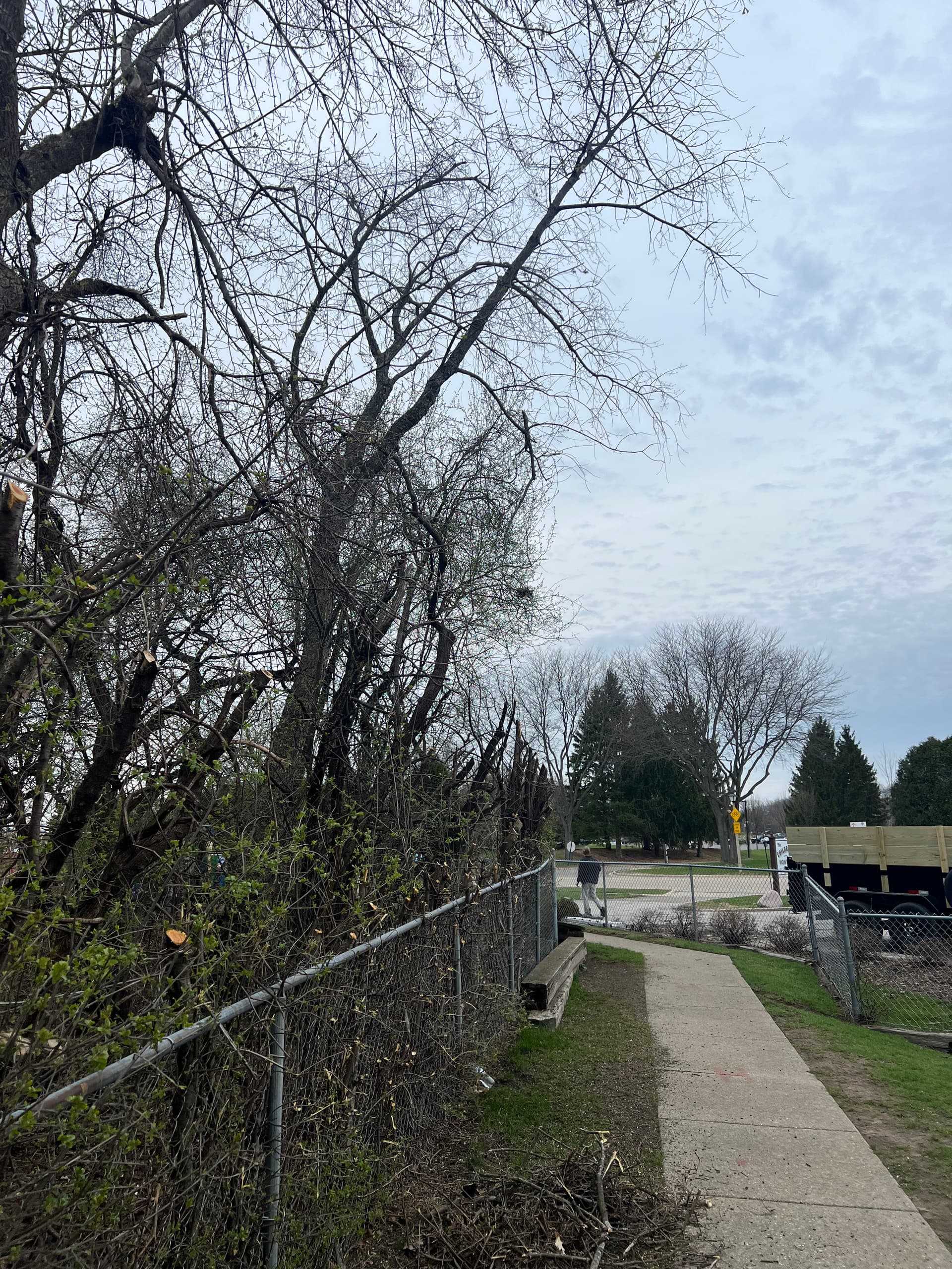 Gallery photos for Tree Trimming and Branch Cleanup at a Community Play Area: Image #2