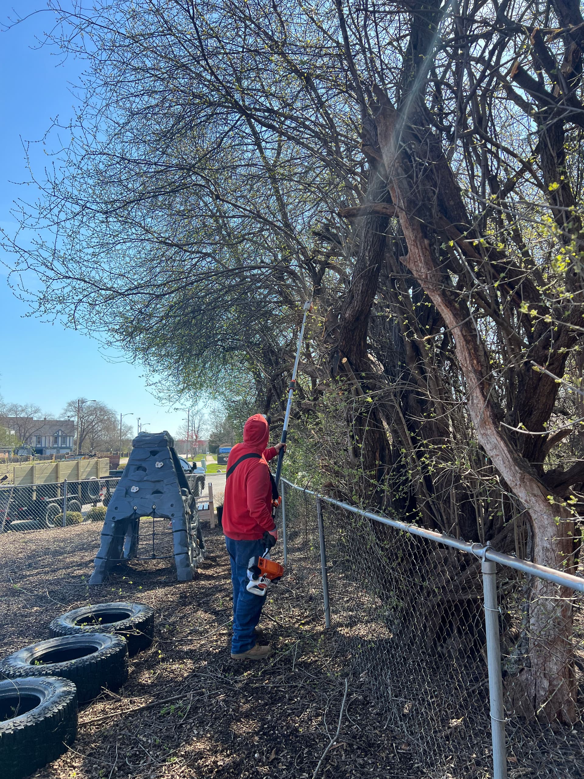 Gallery photos for Overgrown Trees Trimmed Back Around a Playground Area: Image #7