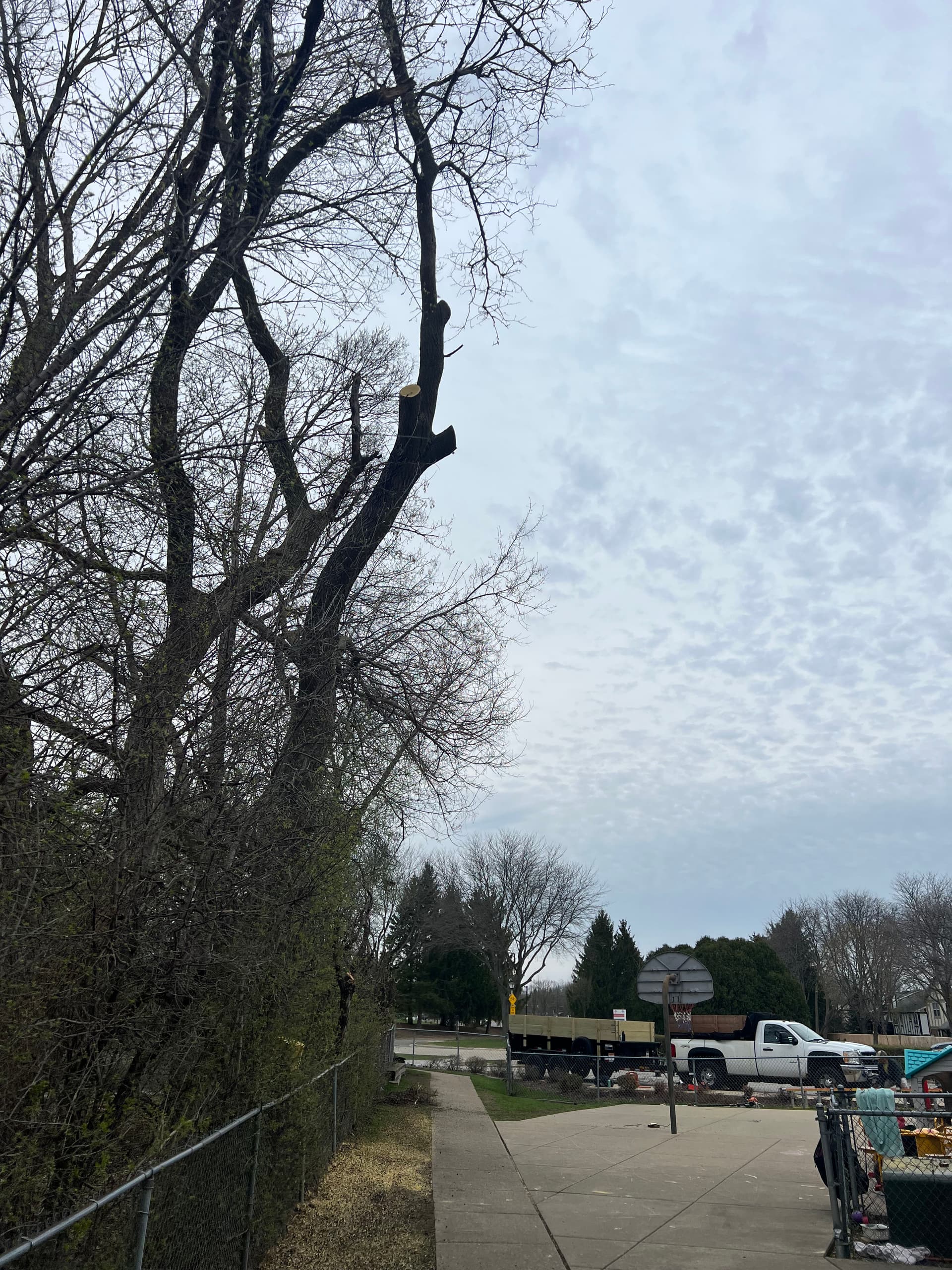 Gallery photos for Tree Trimming and Branch Cleanup at a Community Play Area: Image #4