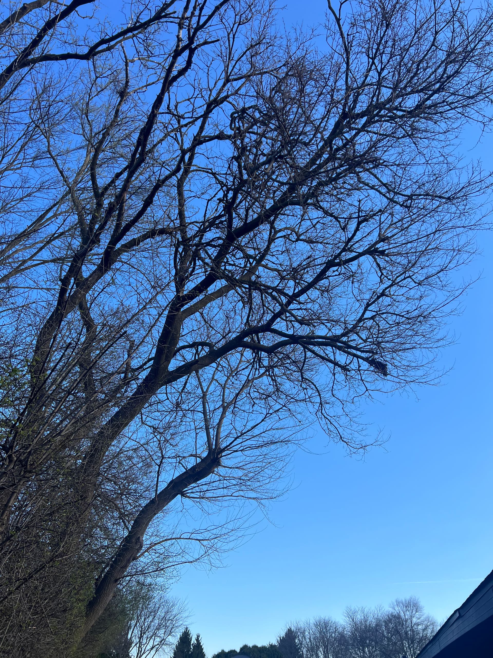 Gallery photos for Overgrown Trees Trimmed Back Around a Playground Area: Image #2