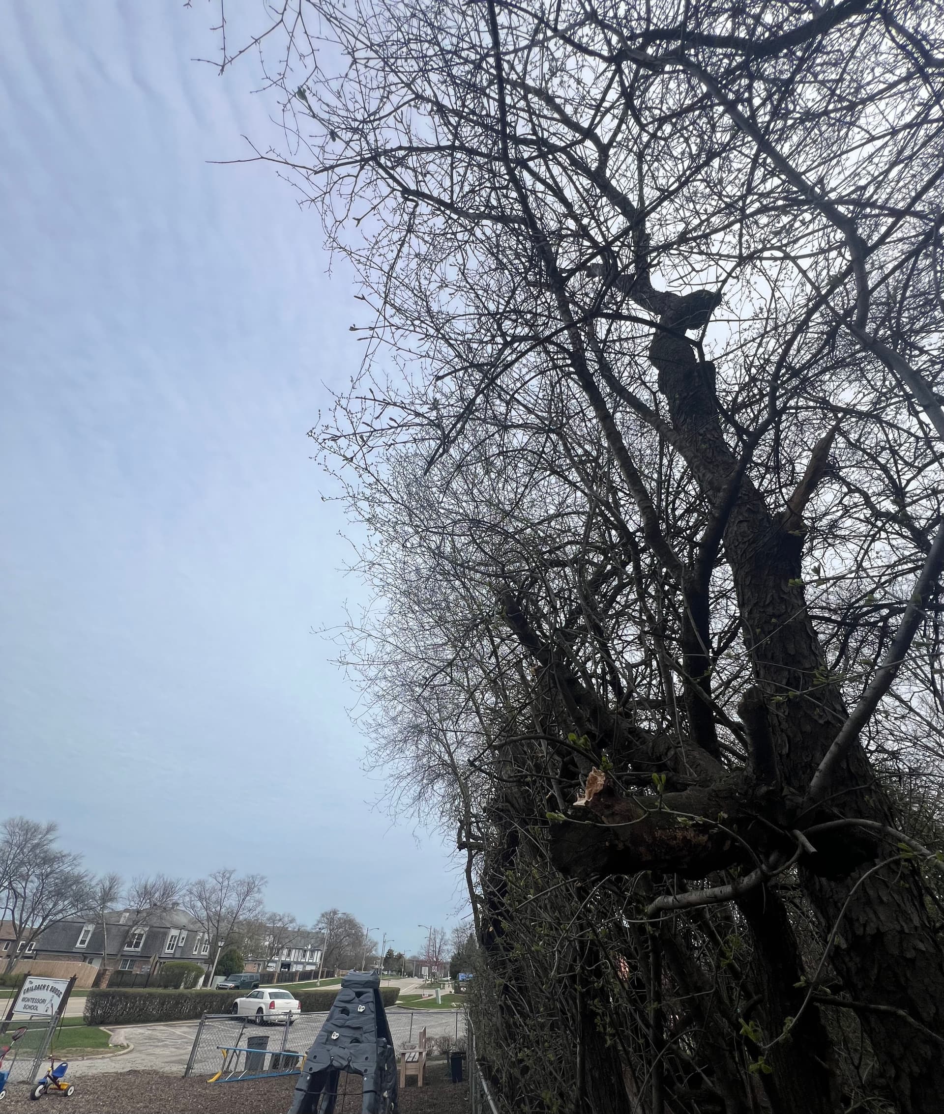 Gallery photos for Tree Trimming and Branch Cleanup at a Community Play Area: Image #3